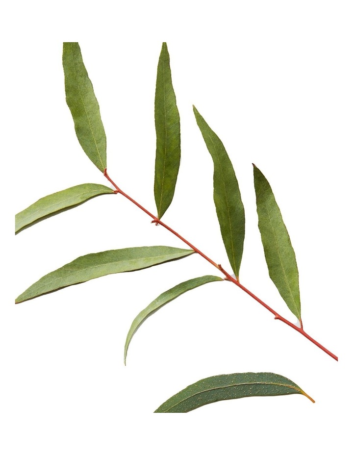 3-In-1 Tea Tree Shampoo 450ml